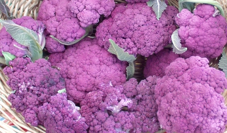 This purple cauliflower, known as "graffiti," was offered by Oxbow Farm. Photo copyright 2009 by Zachary D. Lyons.