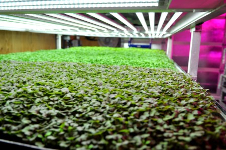 The vertical urban microgreens farm of Farmbox Greens available at Madrona Farmers Market. Copyright Zachary D. Lyons.